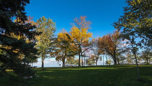 Trees on field against clear blue sky