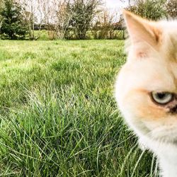 Dog grazing on grassy field