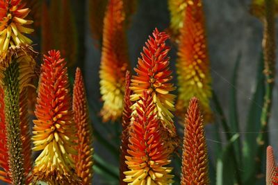 Close-up of flowering plant