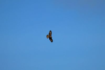 Hawk in flight. clear blue sky.