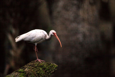 American white bird eudocimus albus wading bird perched on a tree in swamp of myakka river 