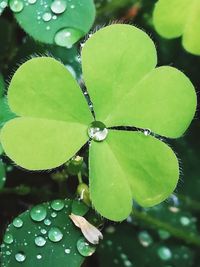 Close-up of water drops on leaf