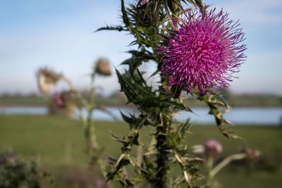 Close-up of fresh pink thistle flowers against sky