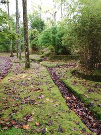 Plants and trees in park