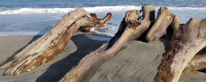 Panoramic view of driftwood on beach