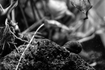 Detail shot of water drops on plant