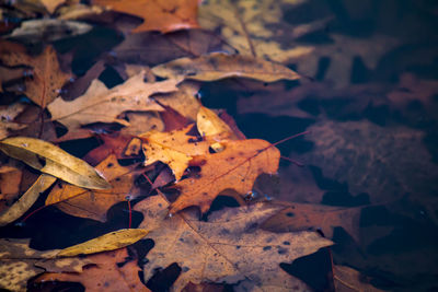 Close-up of dry maple leaves