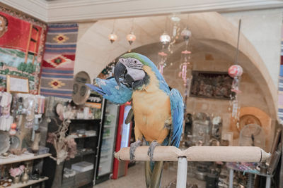 Close-up of a bird perching