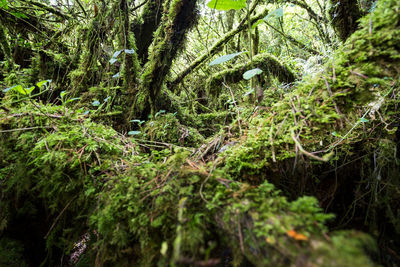 Moss growing on tree trunks in forest