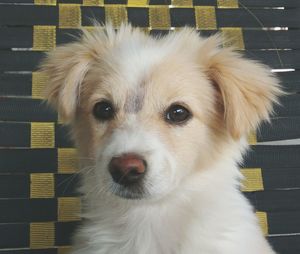 Close-up portrait of dog at home