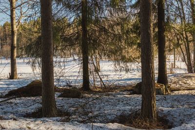 Scenic view of forest