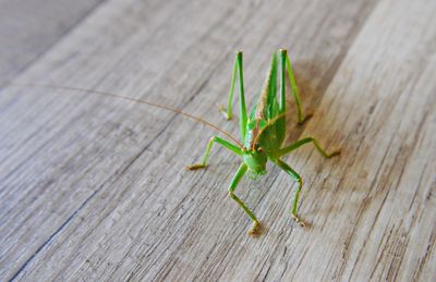 Close-up of insect on wood