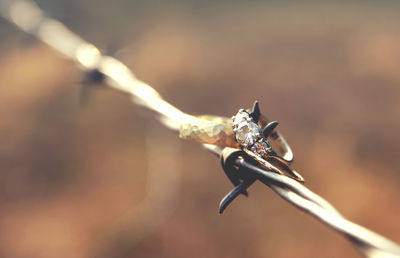 Close-up of dragonfly on metal