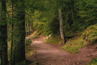 Footpath amidst trees in forest