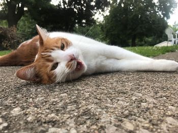 Close-up portrait of cat lying down