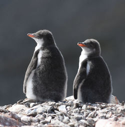 Close-up of penguins on rock