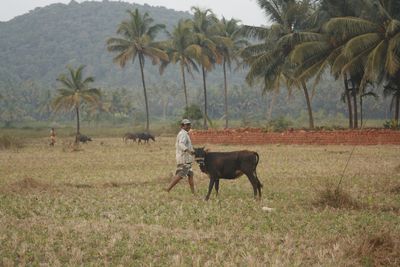 Farmer with grazing cattle
