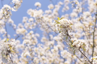 Low angle view of flowers blooming on tree