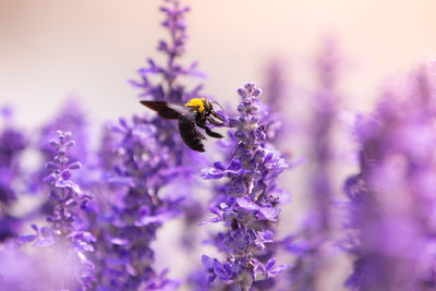 Close-up of bee on purple flower