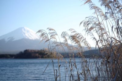 Plants by sea against clear sky