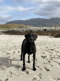 Black dog on beach