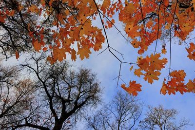 Low angle view of maple tree against sky