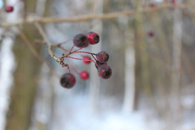 Close-up of red berries on tree