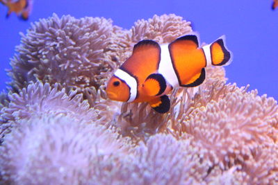 Close-up of fish swimming in sea