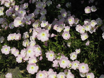 Flowers blooming outdoors