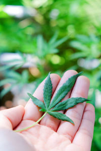 Close-up of hand holding plant