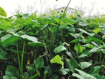 Close-up of crops growing on field against sky