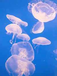 Jellyfish swimming in sea