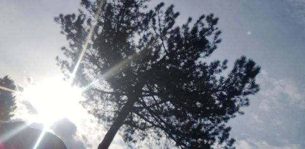 Low angle view of sunlight streaming through tree