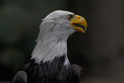 Close-up of bird