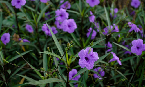 Close-up of purple flowering plants on field