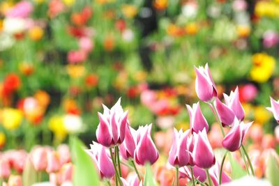 Close-up of flowers blooming outdoors