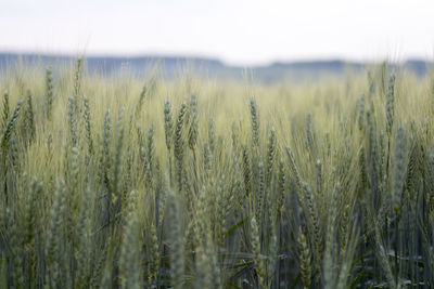 Wheat field against sky