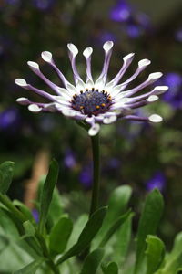 Close-up of purple flowering plant