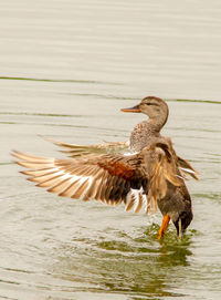 Close-up of mallard duck perching over lake