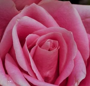 Close-up of pink rose