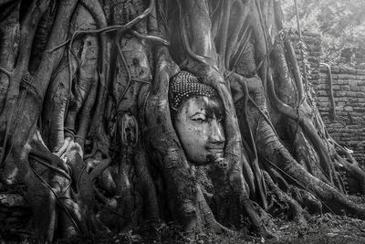Buddha statue on tree