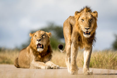 Lions on field against sky