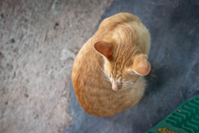 High angle view of a cat