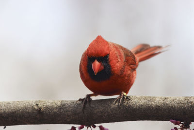 Close-up of bird perching on branch