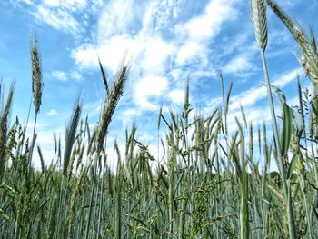 Close-up of wheat growing on field against sky