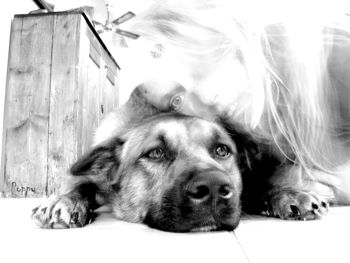 Close-up portrait of dog lying on floor