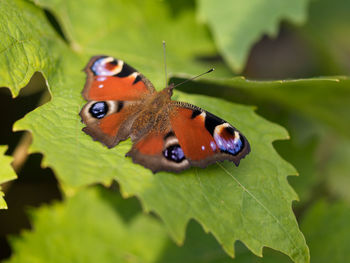 Close-up of butterfly on leaves