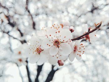 Low angle view of white cherry blossoms