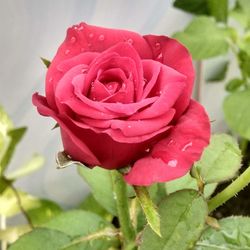 Close-up of pink rose