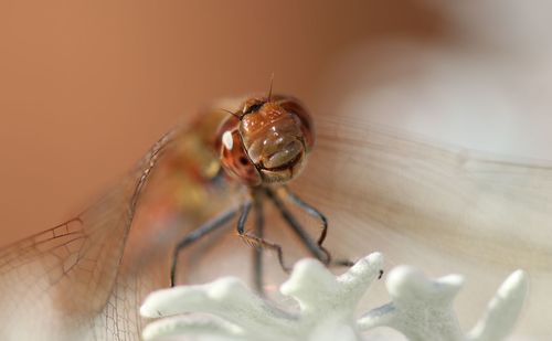 Close-up of spider on table